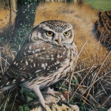 WEDGWOOD The Majesty of Owls - "little  Owl" kolekcjonerski talerz porcelanowy