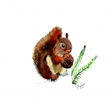 wiewiórka ilustracja