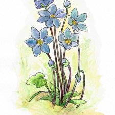 Wiosenne kwiaty: przylaszczki - akwarela i tusz, oryginał