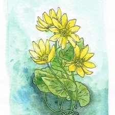 Wiosenne kwiaty: ziarnopłon - akwarela i tusz, oryginał