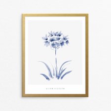 akwarelowy kwiat - Czosnek, Alium - A4