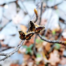 KOLCZYKI BURSZTYNOWE POZŁACAE MOTYL MONARCHA