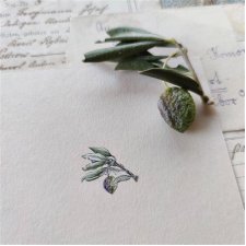 Oliwki, botanical illustration, prezent dla mamy