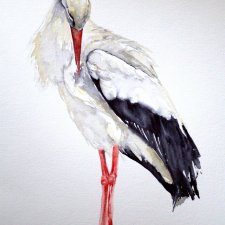 Bocian biały - obraz akwarelowy, ptaki Polski