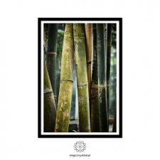 Plakat "Bambus" 50x70