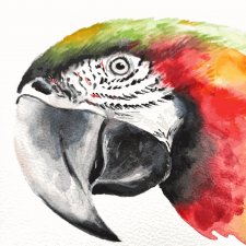 Akwarela papuga Ara