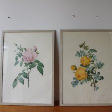 Para ilustracji botanicznych, aut. P. J. Redouté, lata 70