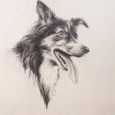 Ilustracja przedstawiająca portret psa rasy border collie - ołówek
