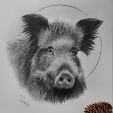 Dzik - rysunek ołówkiem, obraz na ścianę z motywem zwierzęcym, rysunek realistyczny