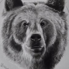 Niedźwiedź - rysunek ołówkiem, realistyczny rysunek odręczny z motywem zwierzęcym, obraz na ścianę