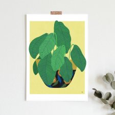 Kalatea, plakat botaniczny, ilustracja A3 lub 30x40 cm