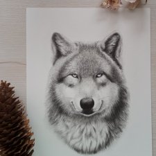 Wilk, rysunek ołówkiem, obraz