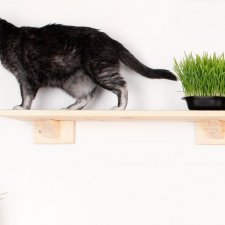 Półka z dywanikiem dla kota