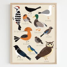 Plakat B2 Ptaki