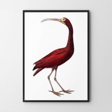 Plakat Ptak Vintage różowy 30x40 cm