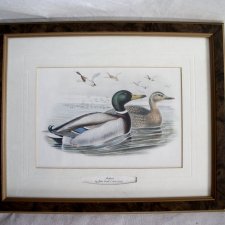Grafika-kaczki-Mallard by John Gould