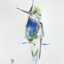 Akwarela. Koliber