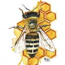 Pszczoła A5