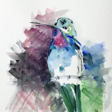 Akwarela. Koliber