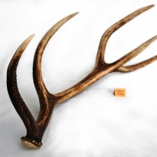 Poroże jelenia szlachetnego, zrzut, 67 cm, skandynawski styl