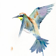 Oryginalna akwarela. Żołna