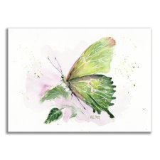 Obraz oryginalny oprawiony "Kapustnik" motyl