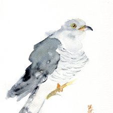 Oryginalna akwarela. Kukułka