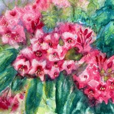 Rhododendron Original Akwarela A4