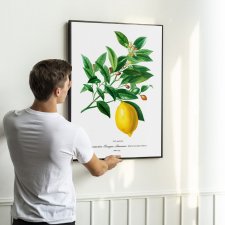 Plakat Cytryna vintage - format 40x50 cm - rycina - ilustracja - lato