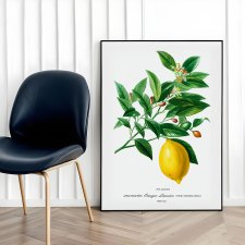 Plakat Cytryna vintage - format 50x70 cm - rycina - ilustracja - lato