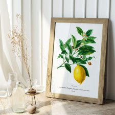 Plakat Cytryna vintage - format 61x91 cm - rycina - ilustracja - lato