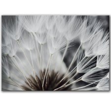 Obraz na płótnie - 100x70 cm - Dmuchawiec (1-0632)