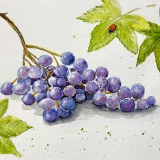 Winogrona i biedronka  Original Akwarela A4