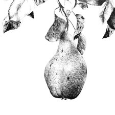Nashi - gruszka A4