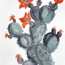 Kaktus opuncja figowa Original Akwarela A4