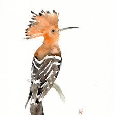 Oryginalna akwarela. Dudek