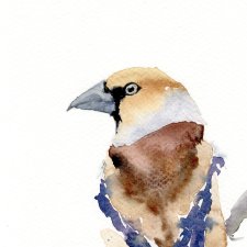 Oryginalna akwarela. Grubodziób