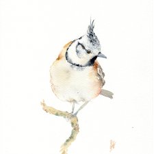 Oryginalna akwarela. Sikora czubatka