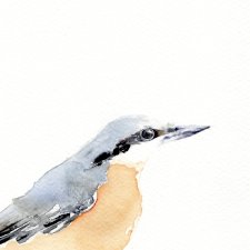 Oryginalna akwarela. Sikora czubatka