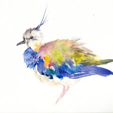 Oryginalna akwarela. Czajka