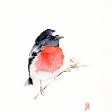 Oryginalna akwarela. Rudzik szkarłatny