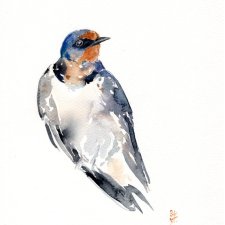 Oryginalna akwarela. Jaskółka