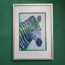 SAFARI NA CHŁODNO ZEBRA