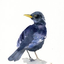 Oryginalna akwarela. Kos