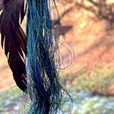 Leć gdzie chcesz - kolczyk z kogucim piórem