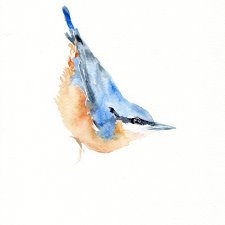 Oryginalna akwarela. Kowalik