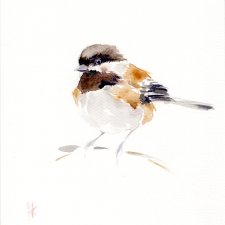 Oryginalna akwarela. Sikora północna