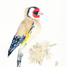 Oryginalna akwarela. Szczygieł