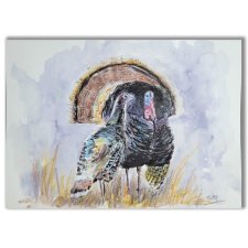 Indyk. Akwarela ręcznie malowana ptaki.