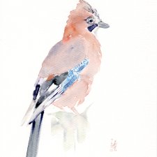 Oryginalna akwarela. Sójka